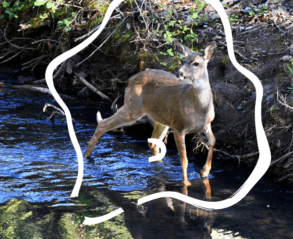 Deer walking through a river
