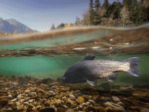 Fish swimming in a river with mountain backdrop