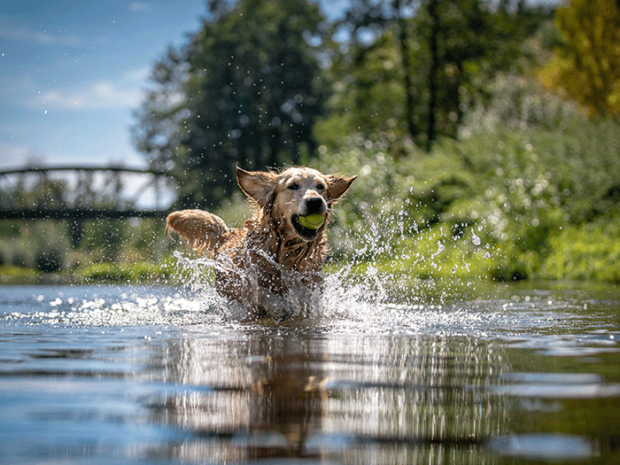 Dog playing with a ball in a river