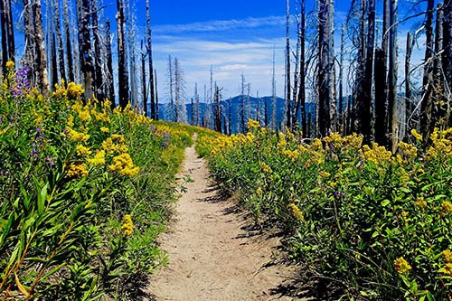 A hiking trail located on Mt.Hood Oregon