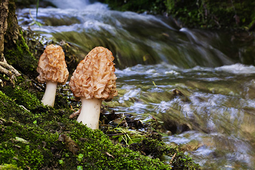 Two morchella mushrooms growing near a stream