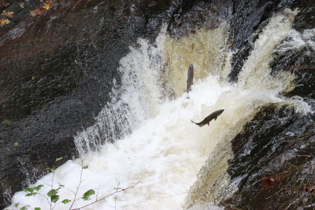 Two salmon jumping over waterfall.