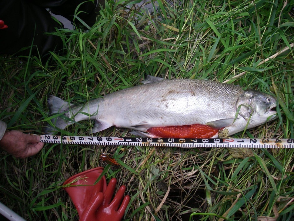 A dead salmon with its stomach cut and full of eggs.