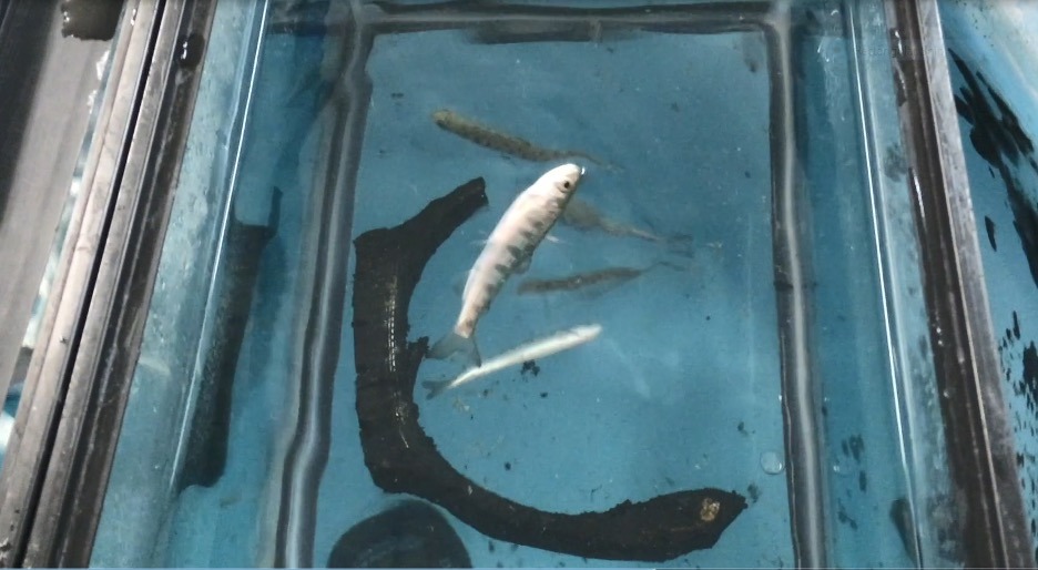 A small fish floating in an aquarium next to tire rubber.