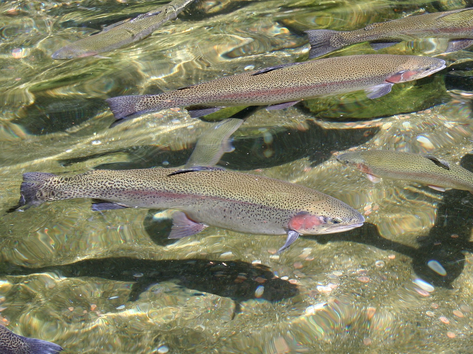 Trout Fish Shape The Difference Between Rainbow Trout and Steelhead Trout – Follow the Water