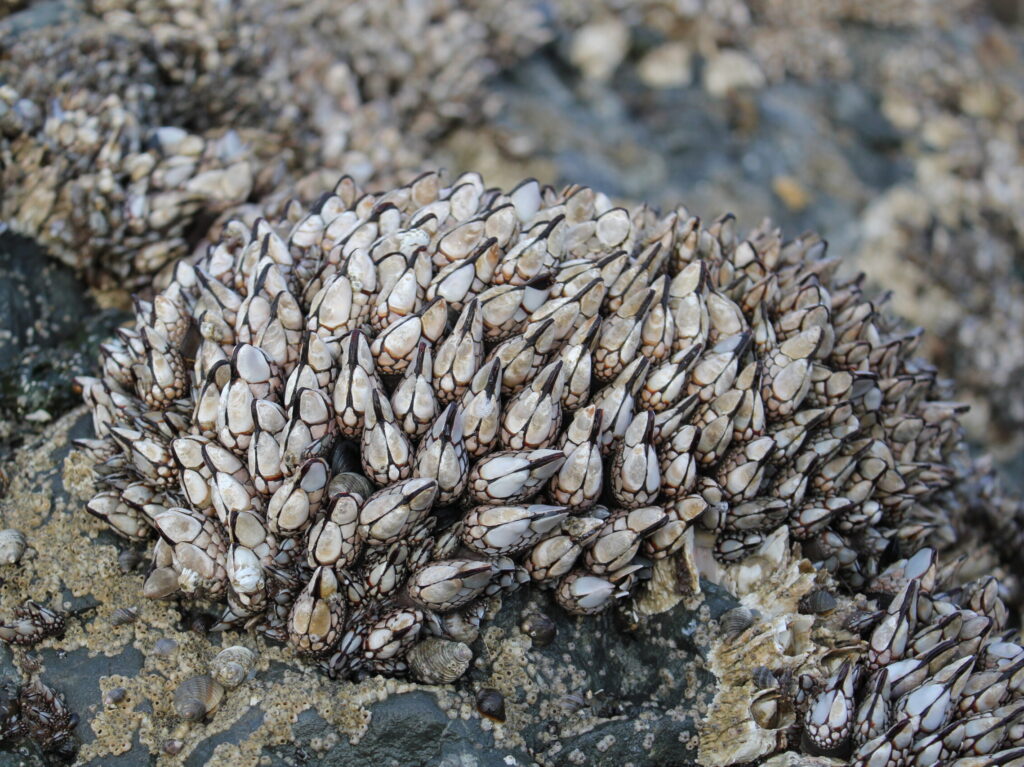 Follow-the-Water-Gooseneck-barnacles