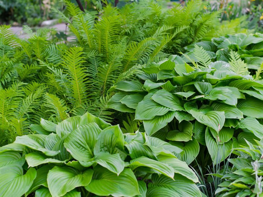 green-bush-of-hosta-and-fern-in-summer-royalty-free-image-932105332-1533849823
