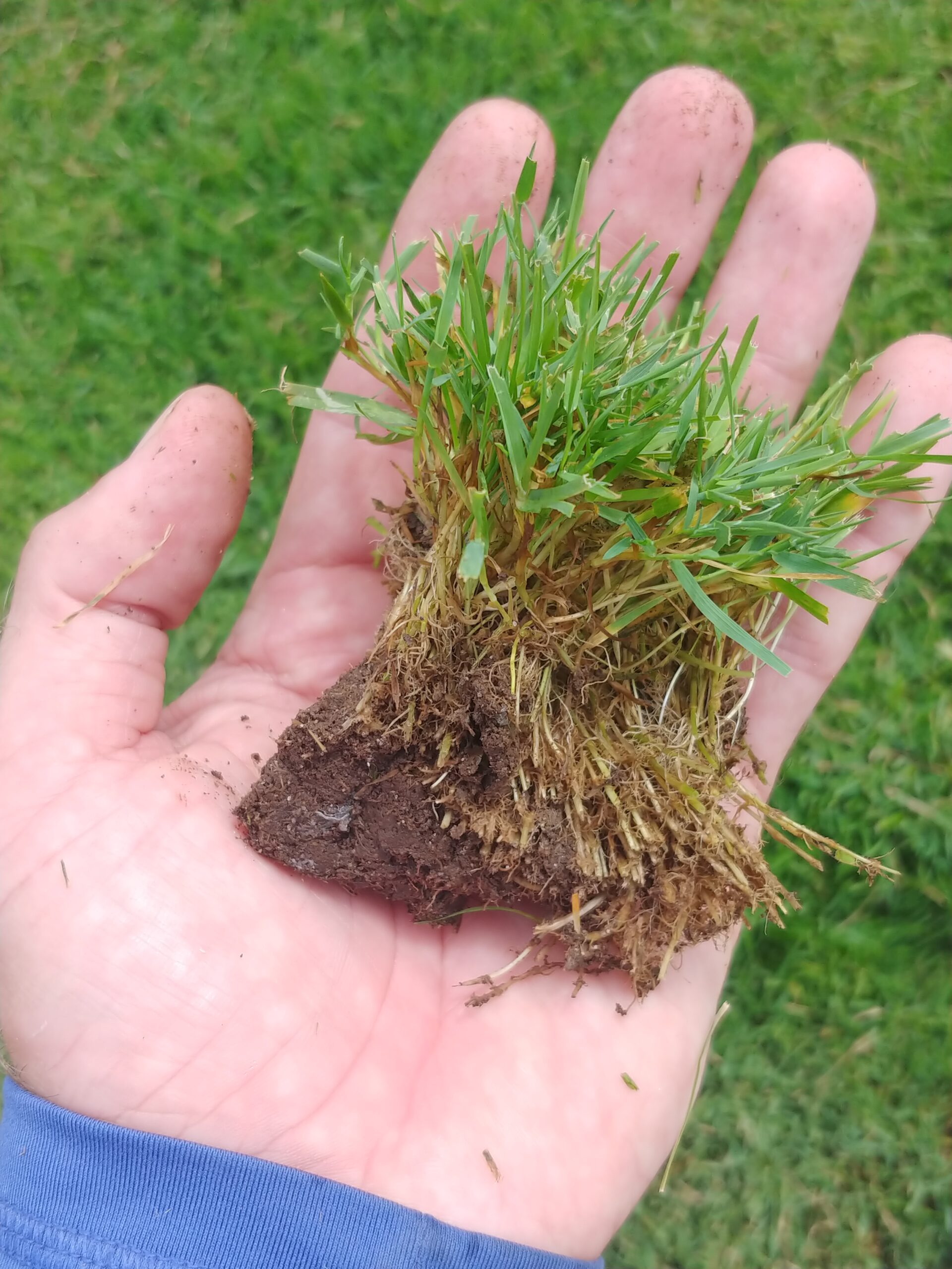 Bentgrass – Follow the Water