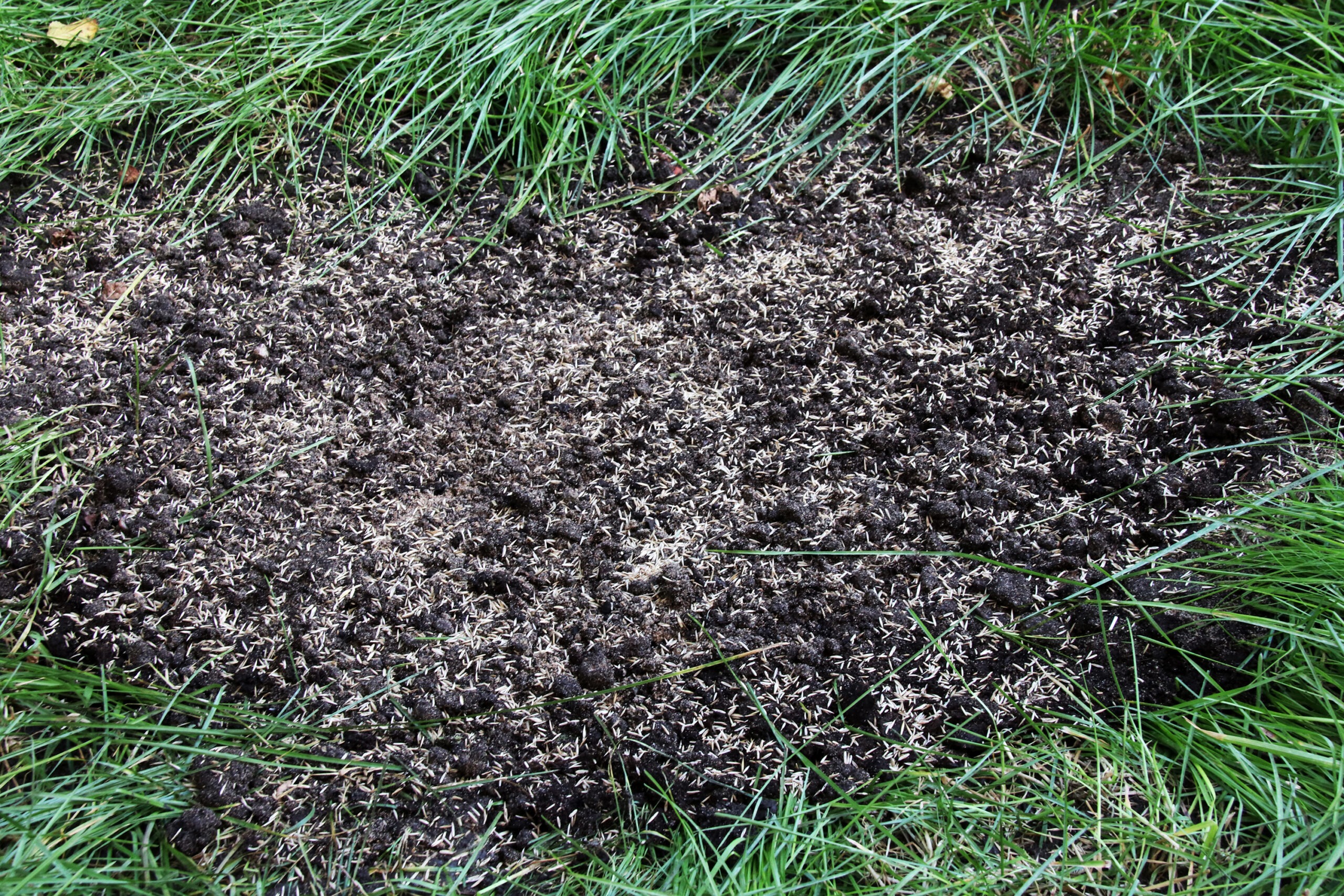 Repairing lawn bare patch with sown lawn grass seeds  in the summer garden