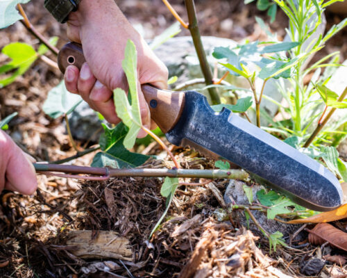 Hori Hori gardening knife used to remove weeds.