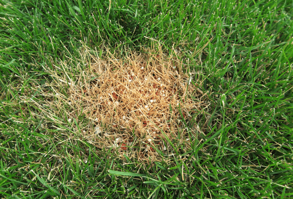 Level-Up-Your-Lawn-closeup-damaged-lawn-from-fertilizers