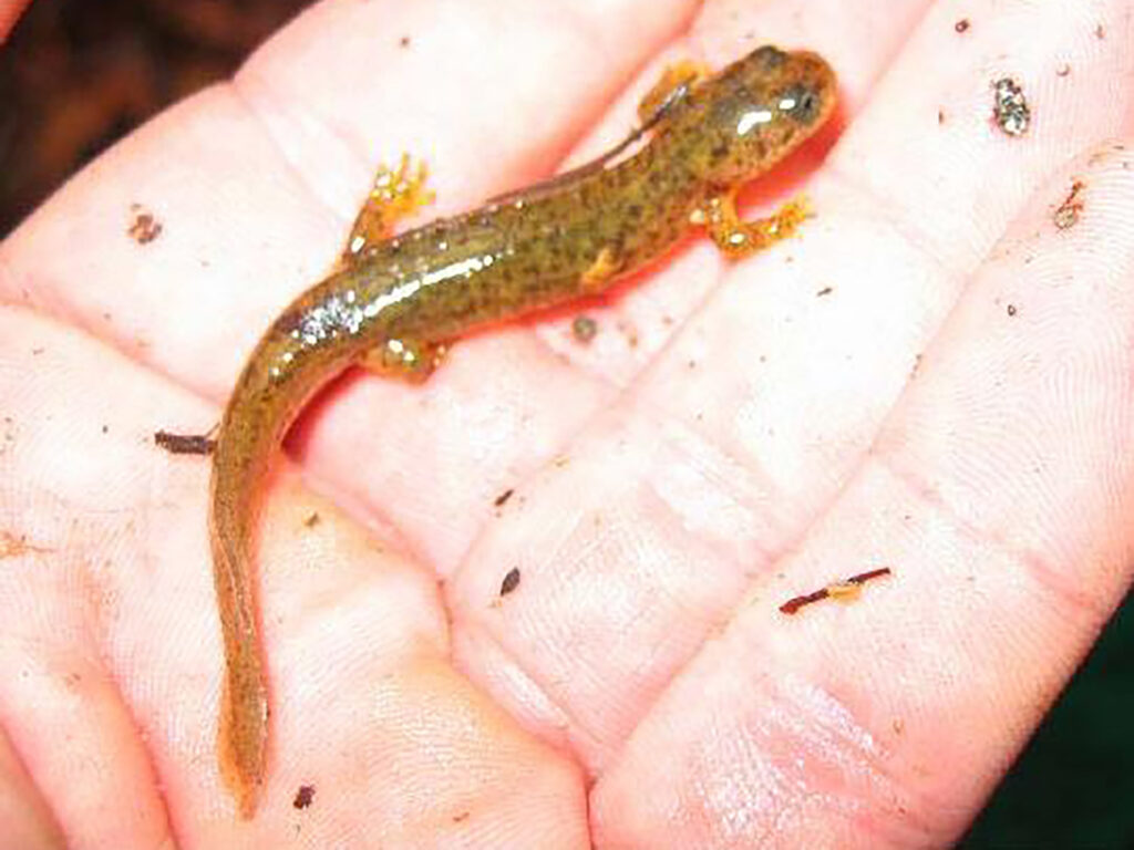 Cascade Torrent Salamander in a human palm