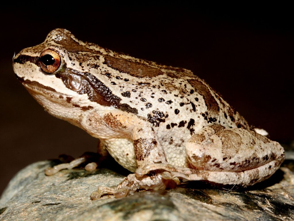 Cascades Frog