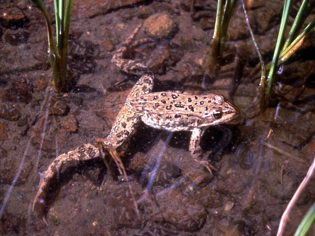 Columbia Spotted Frog swimming