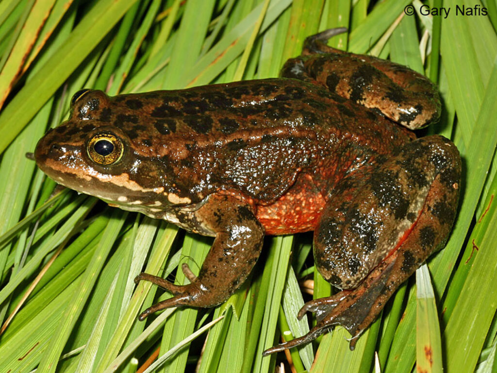 Oregon Spotted Frog