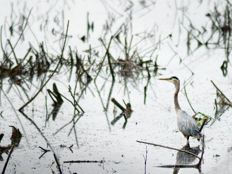 Harmful Algal Blooms