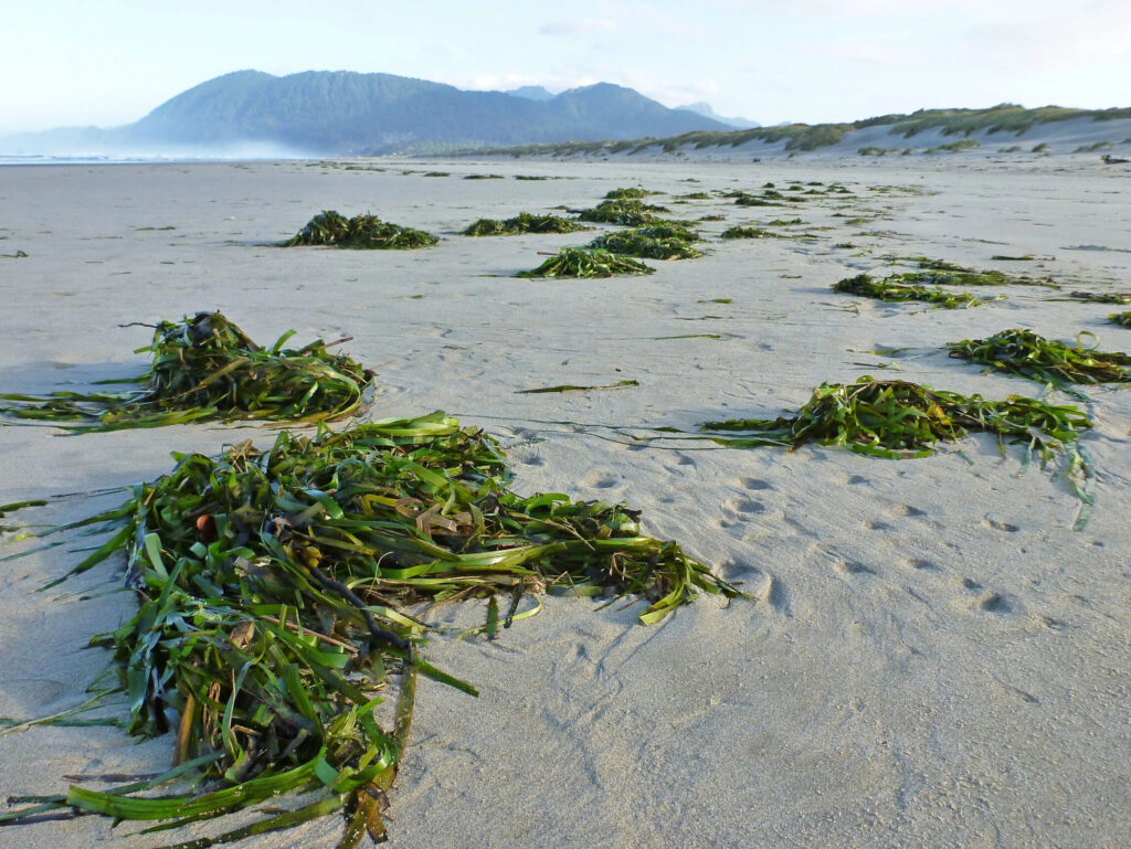 Follow-the-Water-Eelgrass