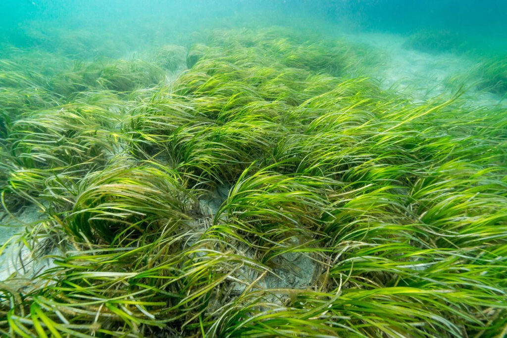 Underwater eelgrass bed