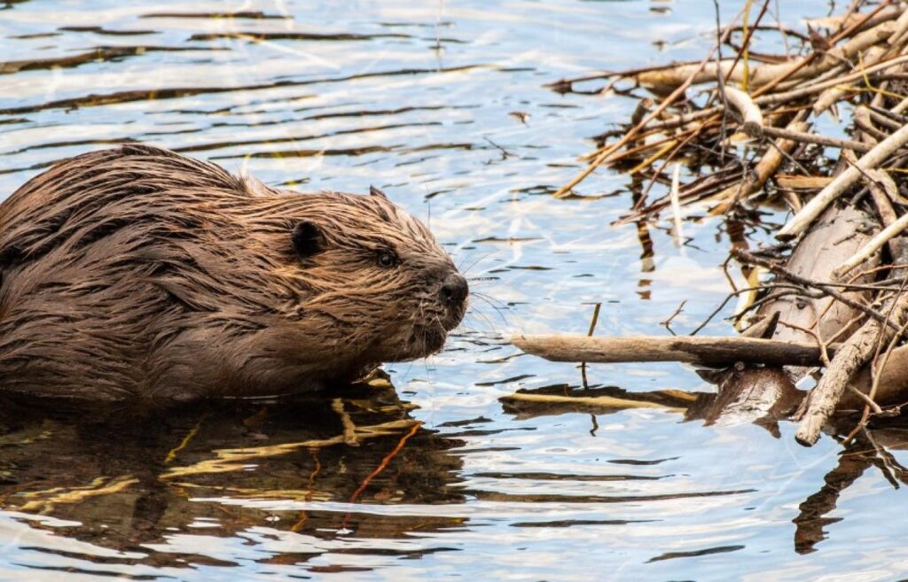 Close-up of a beaver