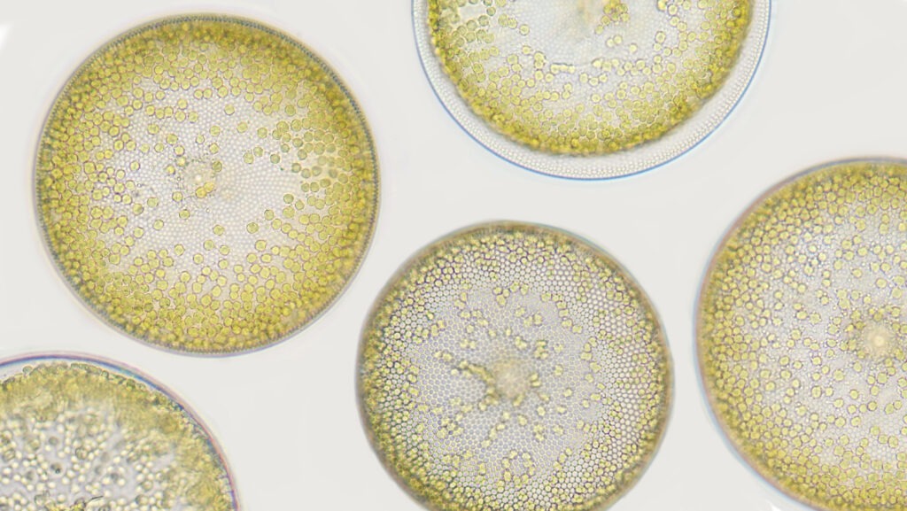 Microscopic close-up of Coscinodiscus phytoplankton