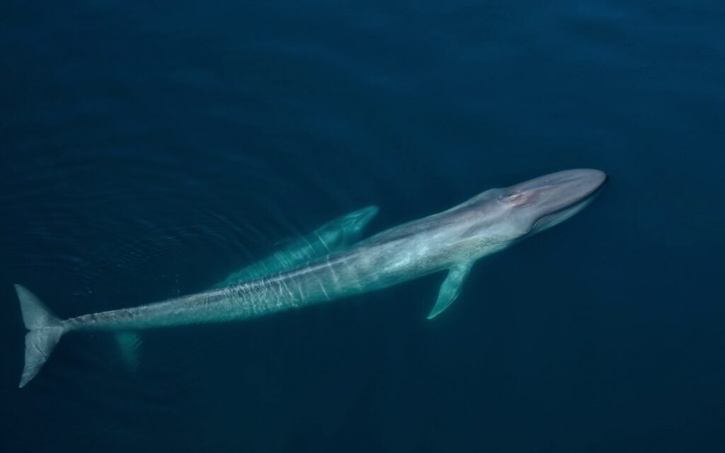 two blue whales A blue whale and her calf.