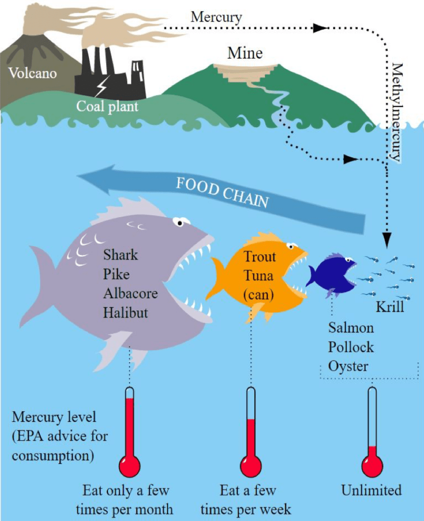 Infographic of mercury biomagnification in fish, where lesser levels of mercury in smaller fish accumulate at higher rates in larger fish.