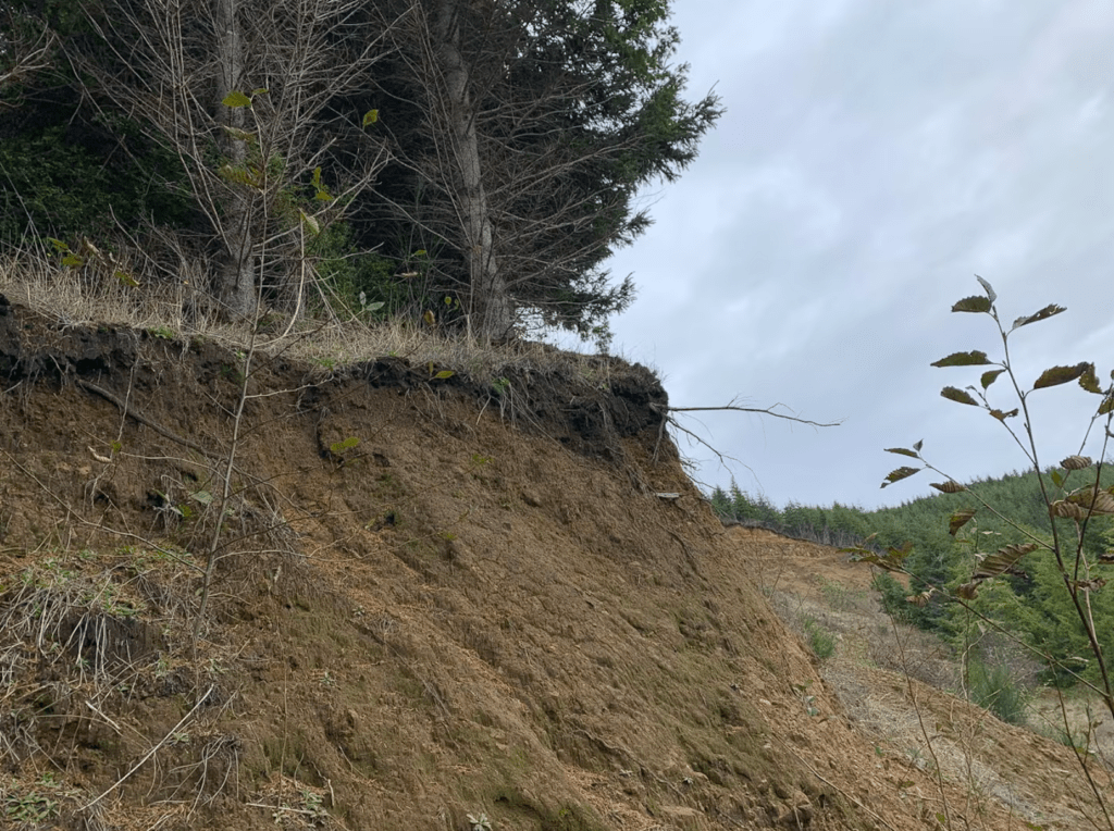 Soil erosion along a bank.